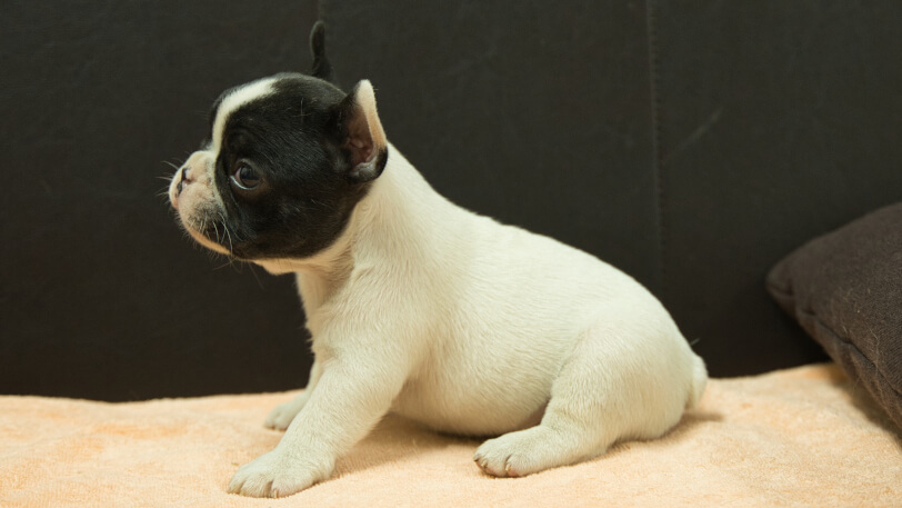 フレンチブルドッグ子犬の写真No.202507091左側面8月12日現在