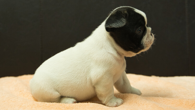 フレンチブルドッグ子犬の写真No.202507092右側面8月12日現在