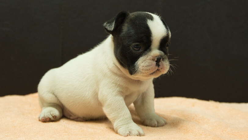 フレンチブルドッグ子犬の写真No.202507092-5 8月12日現在