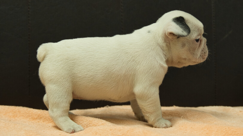 フレンチブルドッグ子犬の写真No.202507093右側面8月12日現在
