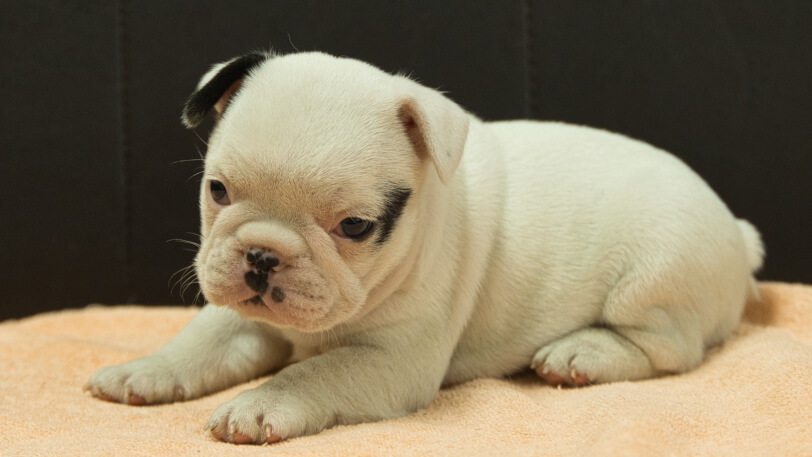 フレンチブルドッグ子犬の写真No.202507093-4 8月12日現在