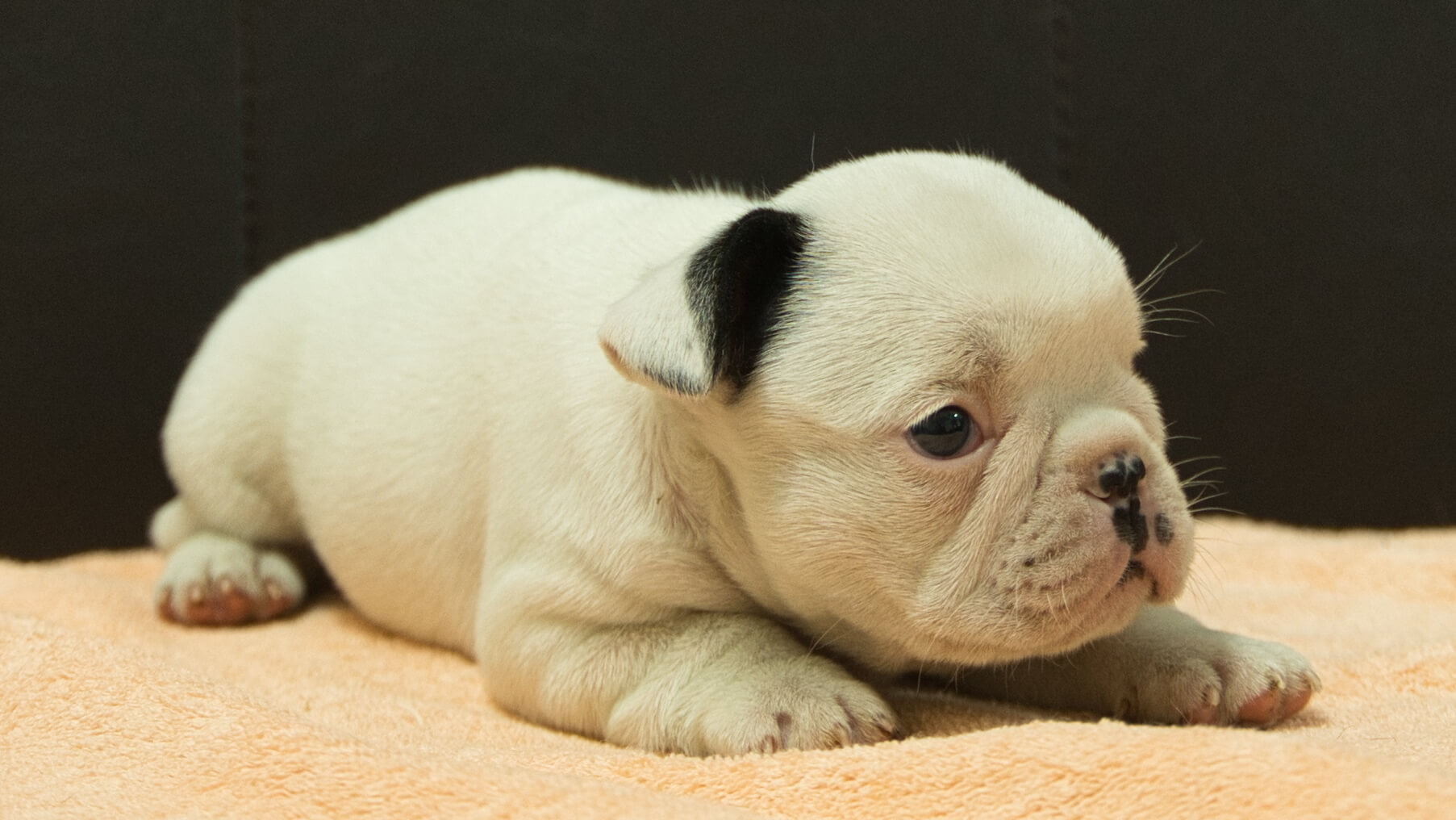 フレンチブルドッグ子犬の写真No.202507093-5 8月12日現在