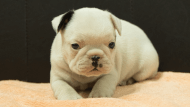 フレンチブルドッグ子犬の写真No.202507093正面8月12日現在