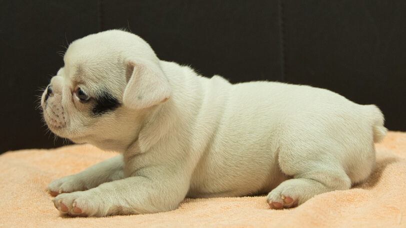 フレンチブルドッグ子犬の写真No.202507093左側面8月12日現在