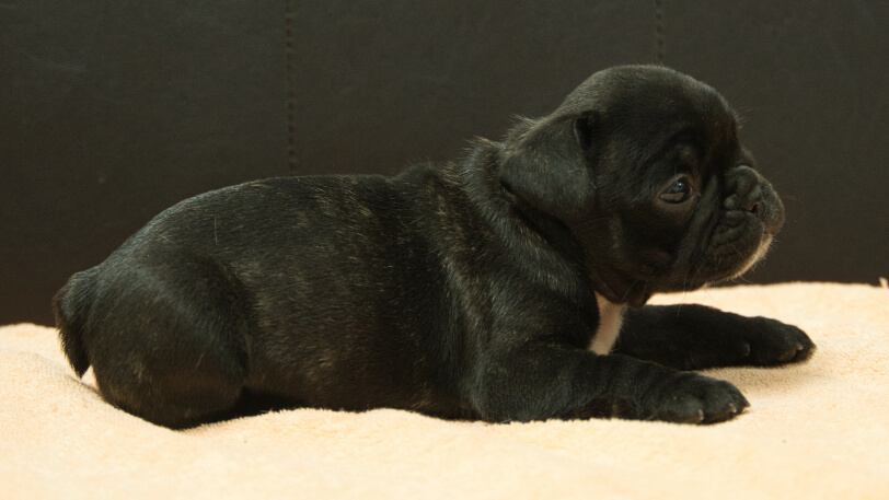 フレンチブルドッグ子犬の写真No.202507094右側面8月12日現在
