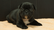 フレンチブルドッグ子犬の写真No.202507094正面8月12日現在