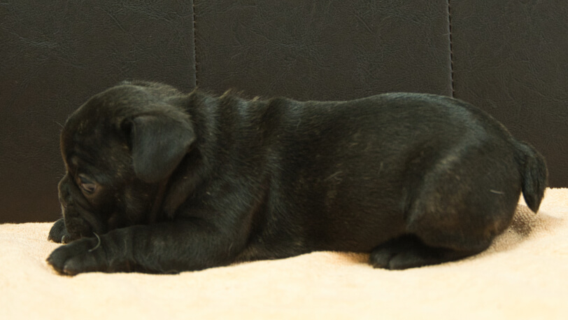 フレンチブルドッグ子犬の写真No.202507094左側面8月12日現在