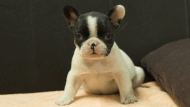フレンチブルドッグ子犬の写真No.202507091正面8月12日現在