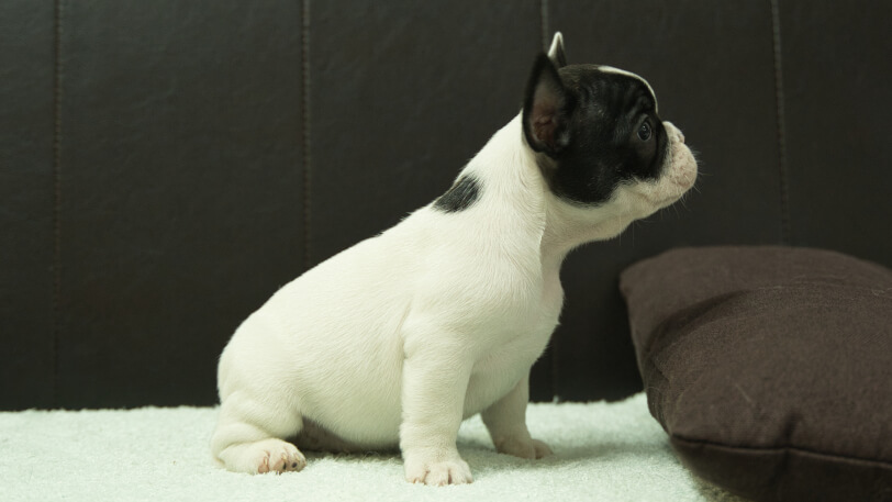フレンチブルドッグ子犬の写真No.202507091右側面8月29日現在
