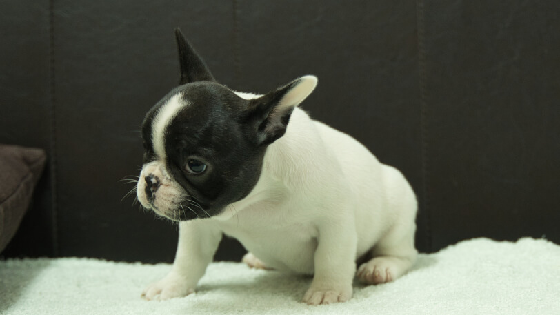 フレンチブルドッグ子犬の写真No.202507091-4　8月29日現在