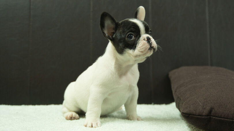 フレンチブルドッグ子犬の写真No.202507091-5　8月29日現在