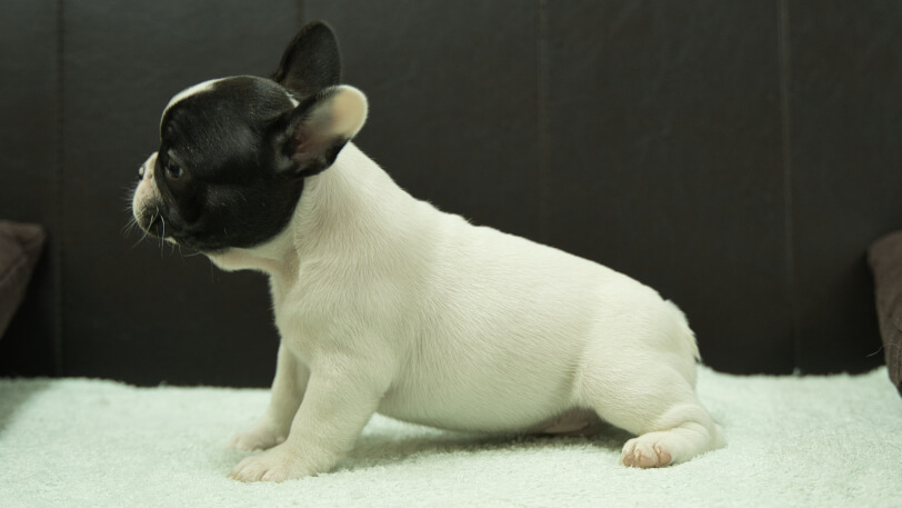 フレンチブルドッグ子犬の写真No.202507091左側面8月29日現在