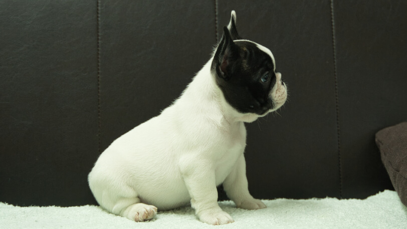 フレンチブルドッグ子犬の写真No.202507092右側面8月29日現在