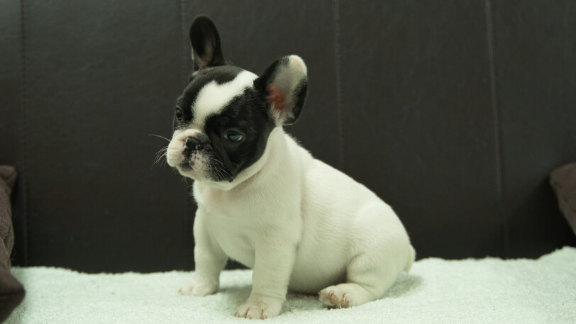 フレンチブルドッグ子犬の写真No.202507092-4 8月29日現在