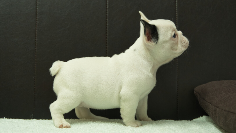 フレンチブルドッグ子犬の写真No.202507093右側面8月29日現在