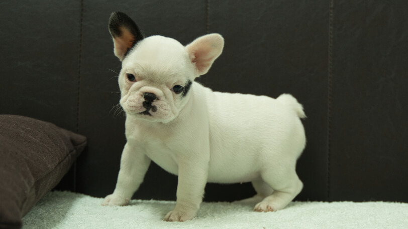 フレンチブルドッグ子犬の写真No.202507093-4 8月29日現在