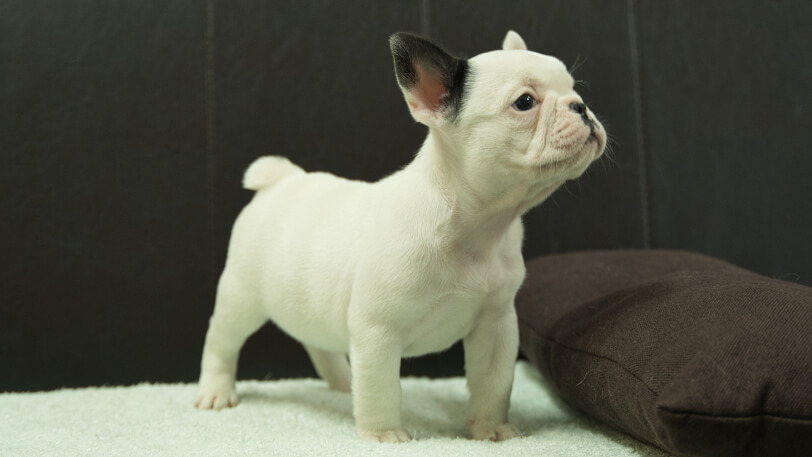 フレンチブルドッグ子犬の写真No.202507093-5 8月29日現在