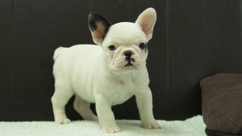 フレンチブルドッグ子犬の写真No.202507093正面8月29日現在
