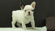 フレンチブルドッグ子犬の写真No.202507093正面8月29日現在