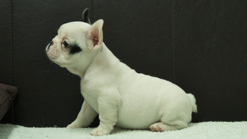 フレンチブルドッグ子犬の写真No.202507093左側面8月29日現在