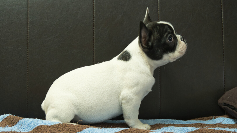 フレンチブルドッグ子犬の写真No.202507091右側面9月26日現在