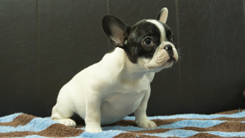 フレンチブルドッグ子犬の写真No.202507091-5　9月26日現在