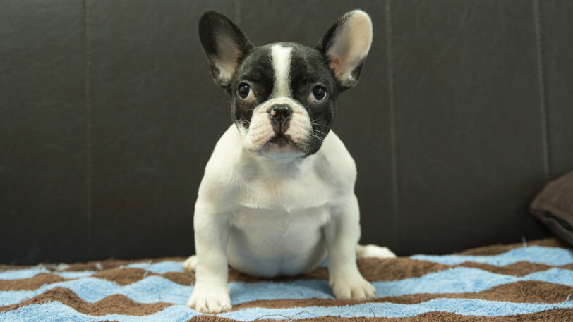 フレンチブルドッグ子犬の写真No.202507091正面9月26日現在