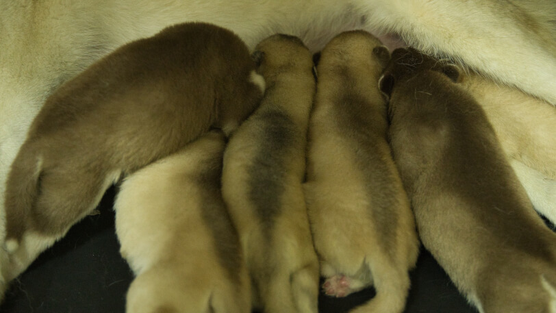 2025年8月19日生まれのシベリアンハスキーの子犬