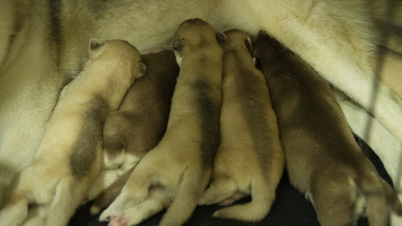 2025年8月14日生まれのシベリアンハスキーの子犬