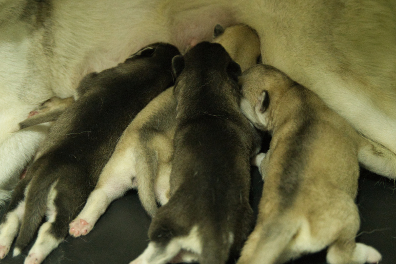 2025年8月19日生まれのシベリアンハスキーの子犬