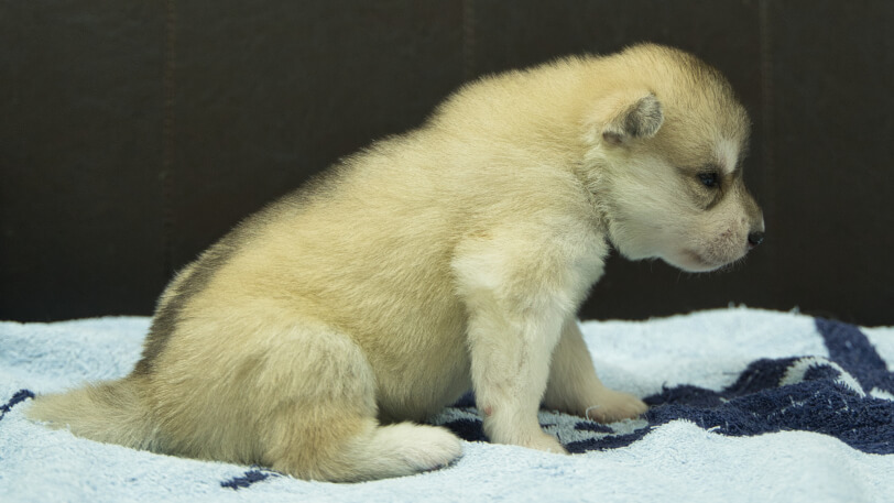 シベリアンハスキー子犬の写真No.202508141右側面8月31日現在