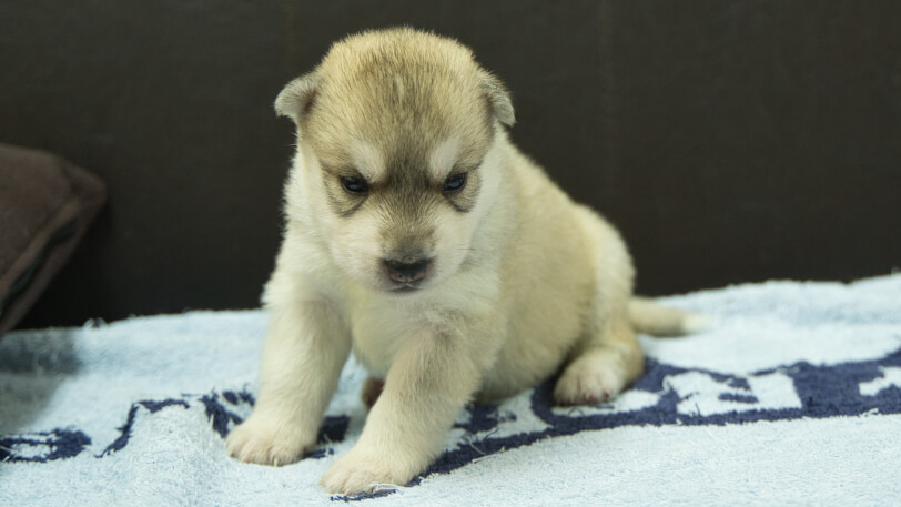 シベリアンハスキー子犬の写真No.202508141-4　8月31日現在