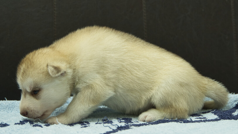 シベリアンハスキー子犬の写真No.202508145左側面8月31日現在