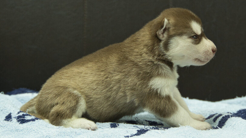 シベリアンハスキー子犬の写真No.202508146右側面8月31日現在