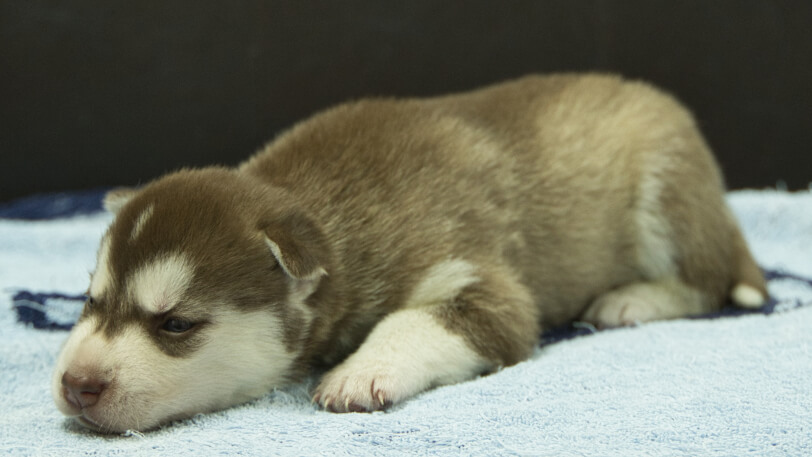 シベリアンハスキー子犬の写真No.202508146-4　8月31日現在