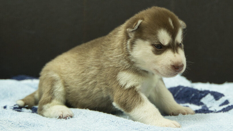 シベリアンハスキー子犬の写真No.202508146-5　8月31日現在