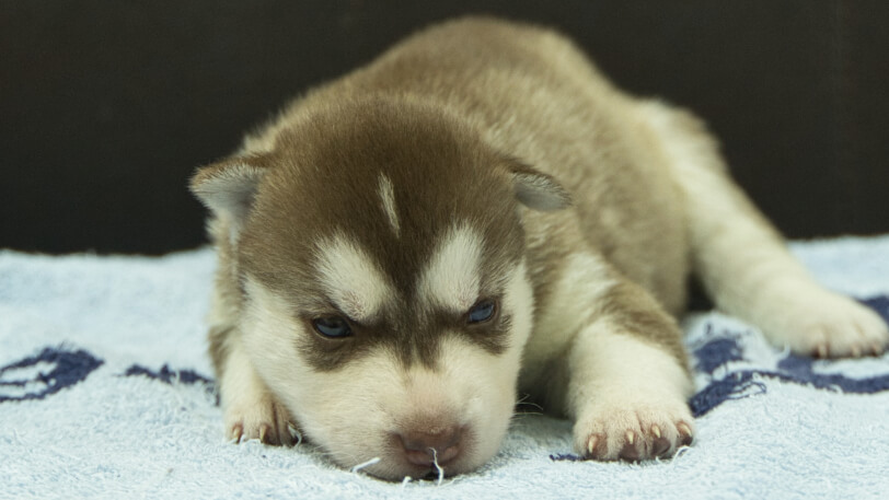シベリアンハスキー子犬の写真No.202508146正面8月31日現在