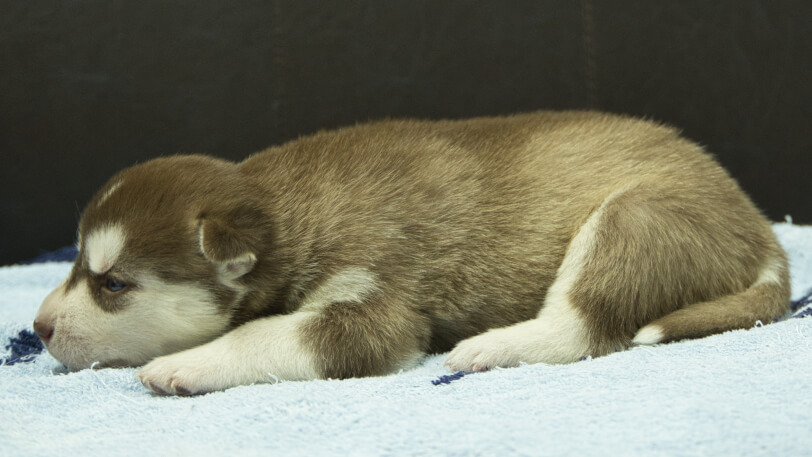 シベリアンハスキー子犬の写真No.202508146左側面8月31日現在