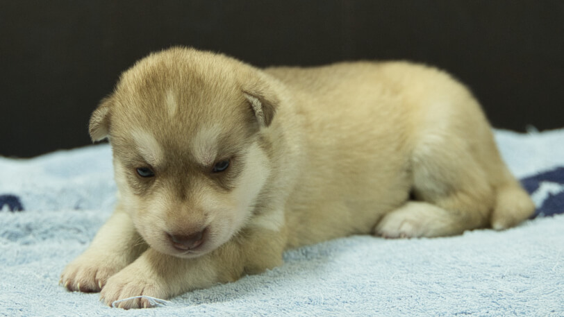 シベリアンハスキー子犬の写真No.202508147-4　8月31日現在