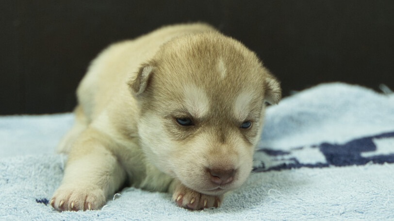 シベリアンハスキー子犬の写真No.202508147正面8月31日現在