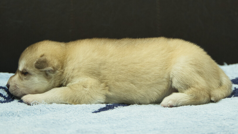 シベリアンハスキー子犬の写真No.202508147左側面8月31日現在