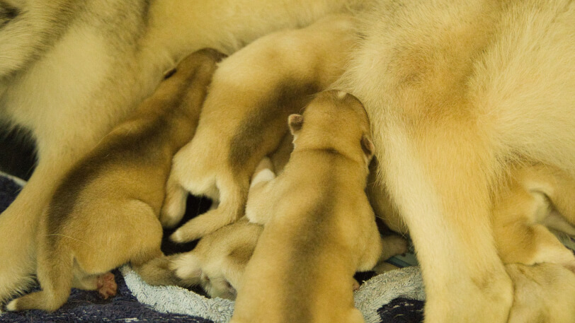 2025年8月14日生まれのシベリアンハスキーの子犬
