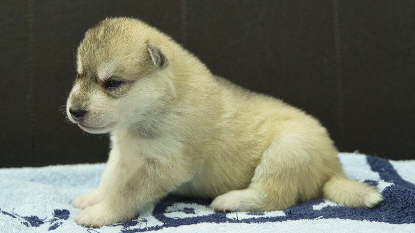 シベリアンハスキー子犬の写真No.202508141左側面8月31日現在
