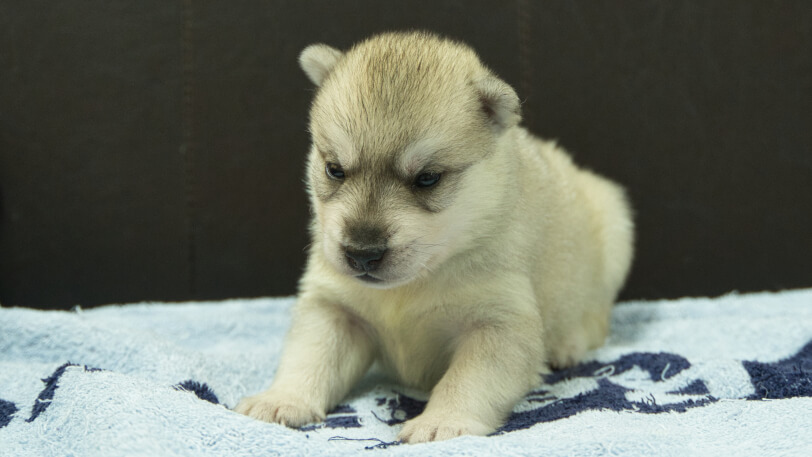 シベリアンハスキー子犬の写真No.202508142正面8月31日現在