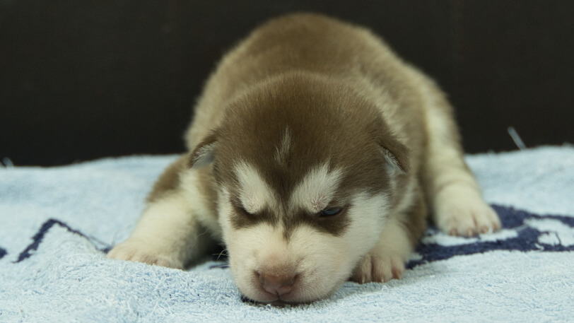 シベリアンハスキー子犬の写真No.202508143正面8月31日現在