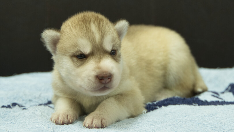 シベリアンハスキー子犬の写真No.202508144-4　8月31日現在