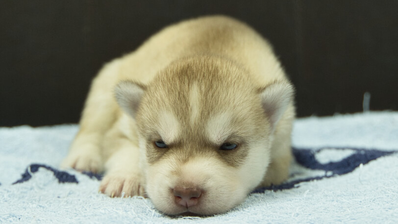 シベリアンハスキー子犬の写真No.202508144正面8月31日現在