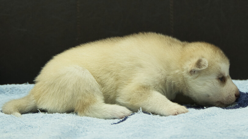 シベリアンハスキー子犬の写真No.202508145右側面8月31日現在