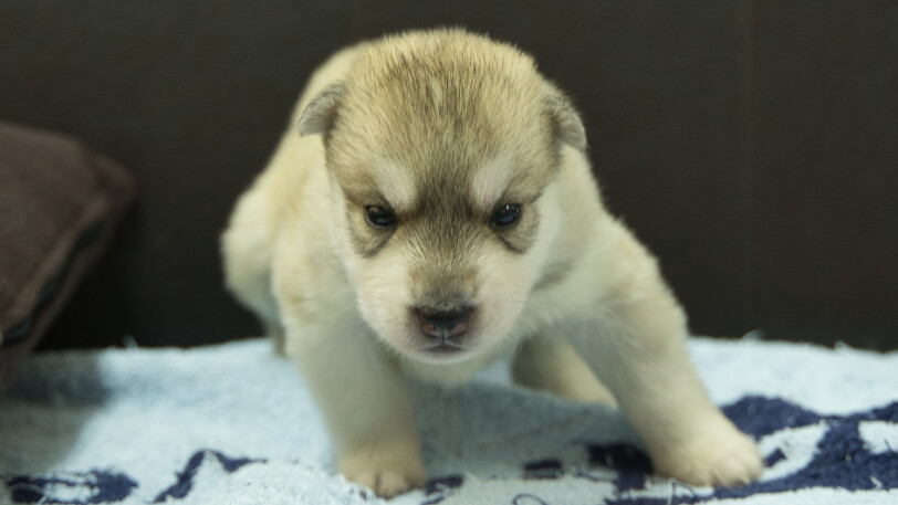 シベリアンハスキー子犬の写真No.202508141正面8月31日現在
