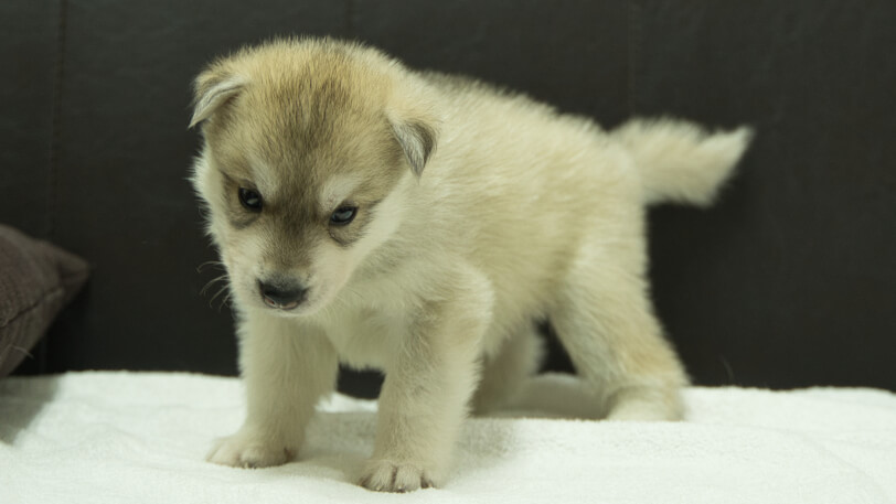 シベリアンハスキー子犬の写真No.202508141-4　9月10日現在